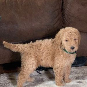 Meet your Posher, Adam